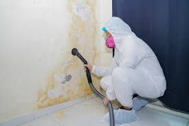 Mold Documentation for Insurance Claims in Cornell, WI